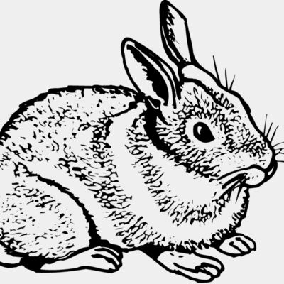 RABB003 Thumbnail